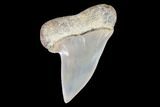 Mako Shark Tooth Fossil - Sharktooth Hill, CA #94685-1
